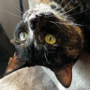 Meet your Posher, Sophie